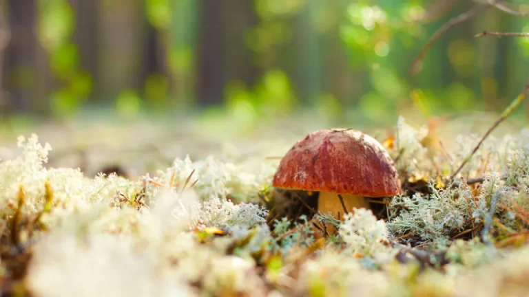 Fungi Show Cognitive Abilities Without A Brain, Researchers Discover New Insights