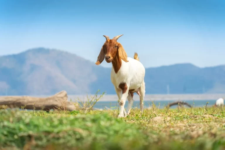 Scientists Use AI to Recognize Pain in Goats Through Facial Expressions