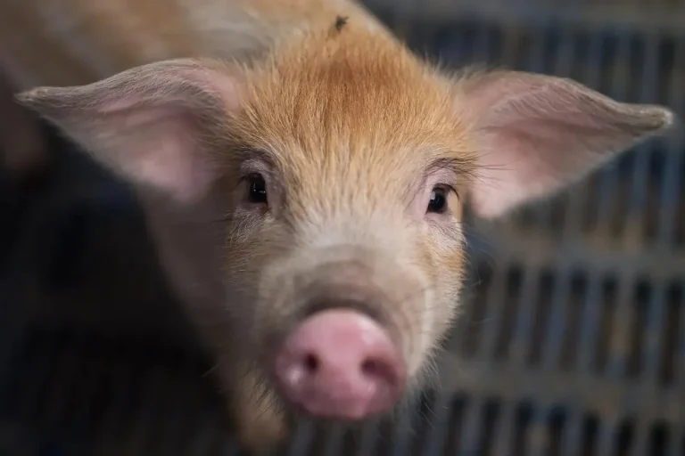Researchers are training ai to interpret animal emotions: a revolutionary approach